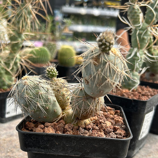 Tephrocactus alexanderi