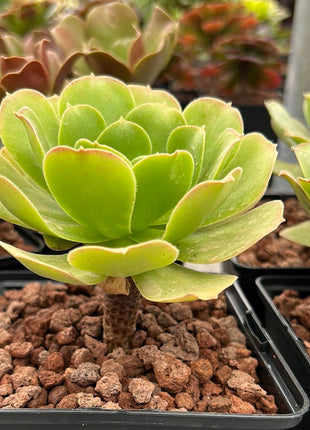 Aeonium urbicum