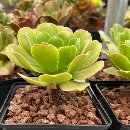 Aeonium urbicum