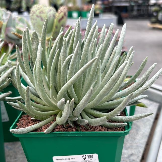 Senecio scaposus