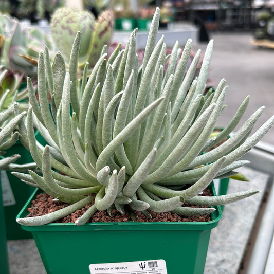 Senecio scaposus