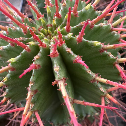 Euphorbia horrida