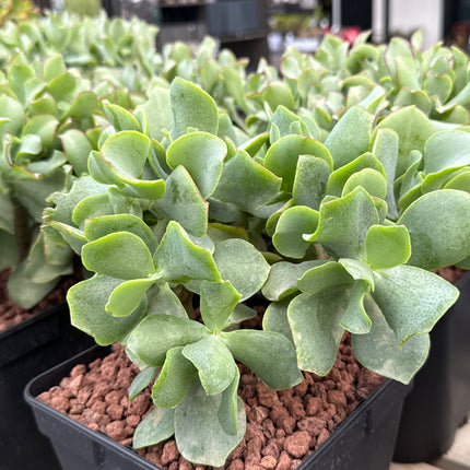 Crassula arborescens undulatifolia