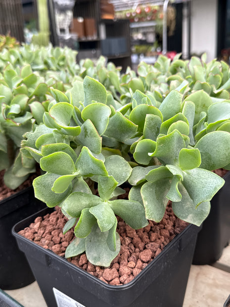 Crassula arborescens undulatifolia