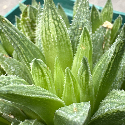 Haworthia marumiana 'Kezagato'