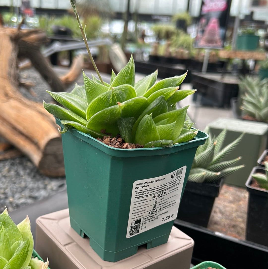 Haworthia cymbiformis agavoides