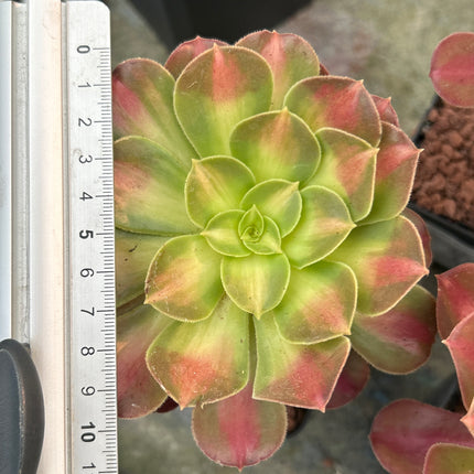 Aeonium 'Madeira rose'