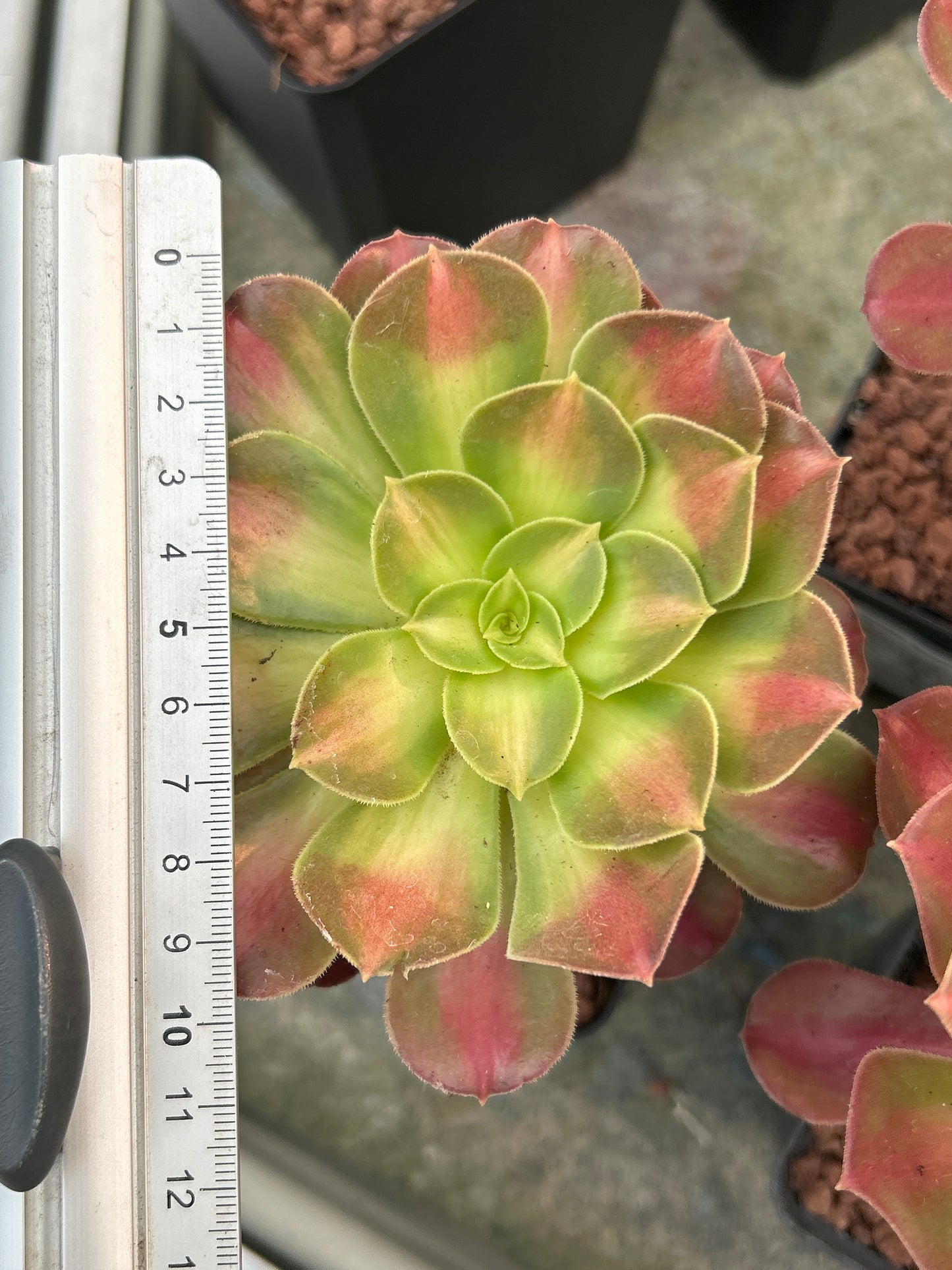 Aeonium ‘Madeira rose’