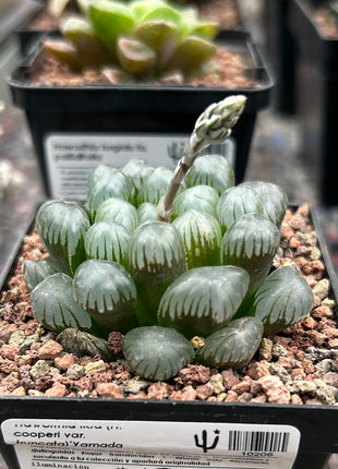 Haworthia ikra 'Yamada black' (H. cooperi var. truncata)