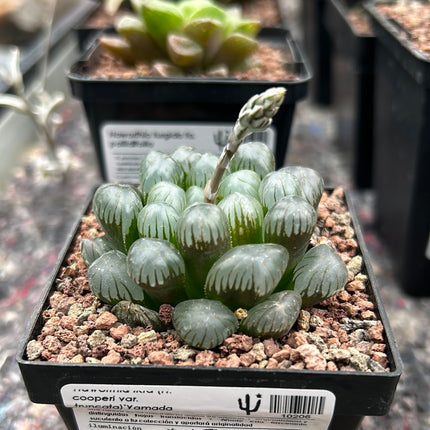 Haworthia ikra 'Yamada black'(H. cooperi var. truncata )