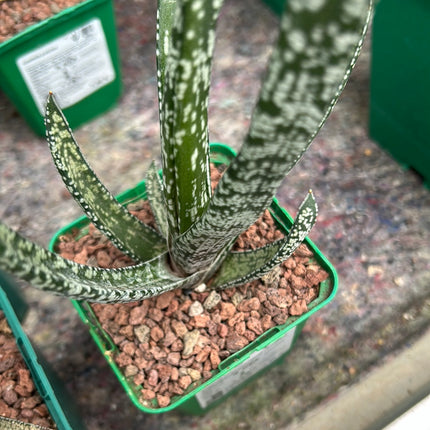 Gasteria Pulchra