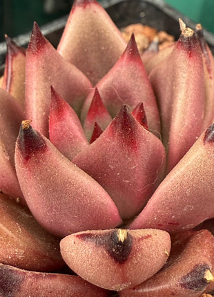 Echeveria agavoides ‘Red Ebony’