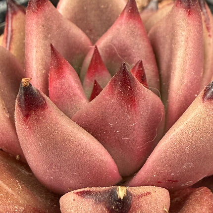 Echeveria agavoides ‘Red Ebony’
