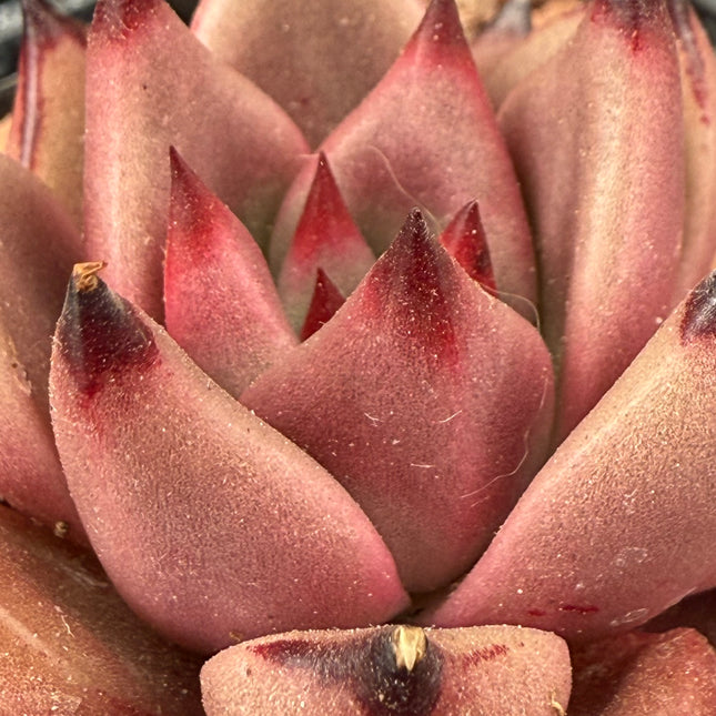 Echeveria agavoides ‘Red Ebony’