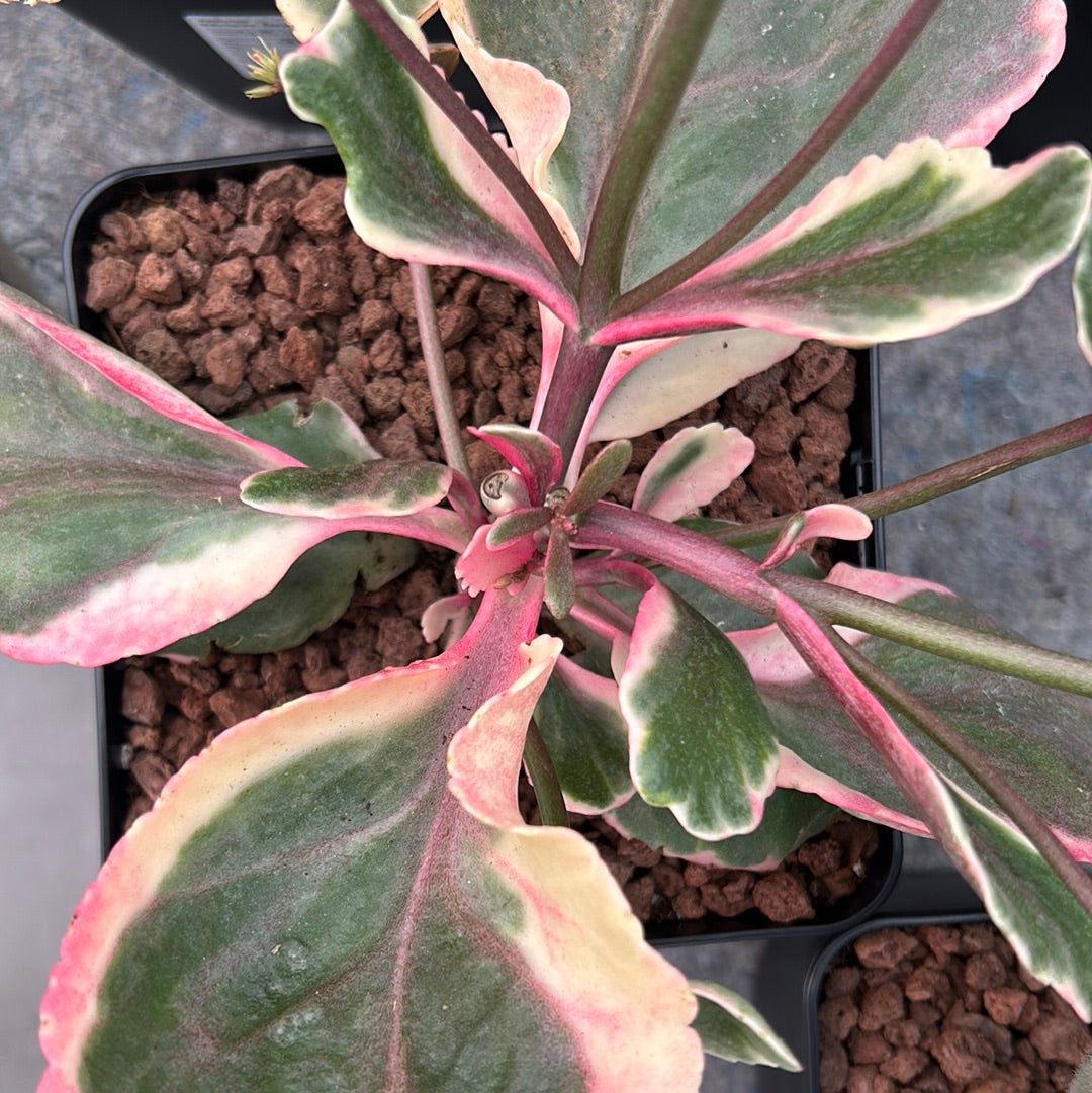 Kalanchoe fedtschenkoi 'S' 'M' and 'L'
