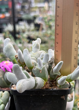 Gibbaeum pubescens subsp. pubescens