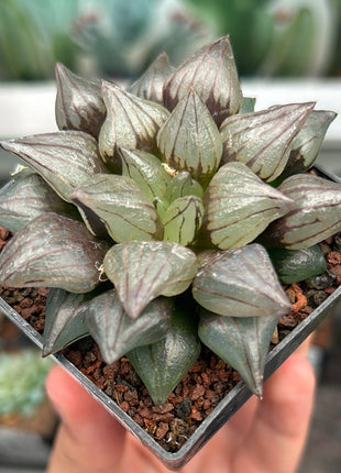 Haworthia atrofusca 'Watermelon Mutant'