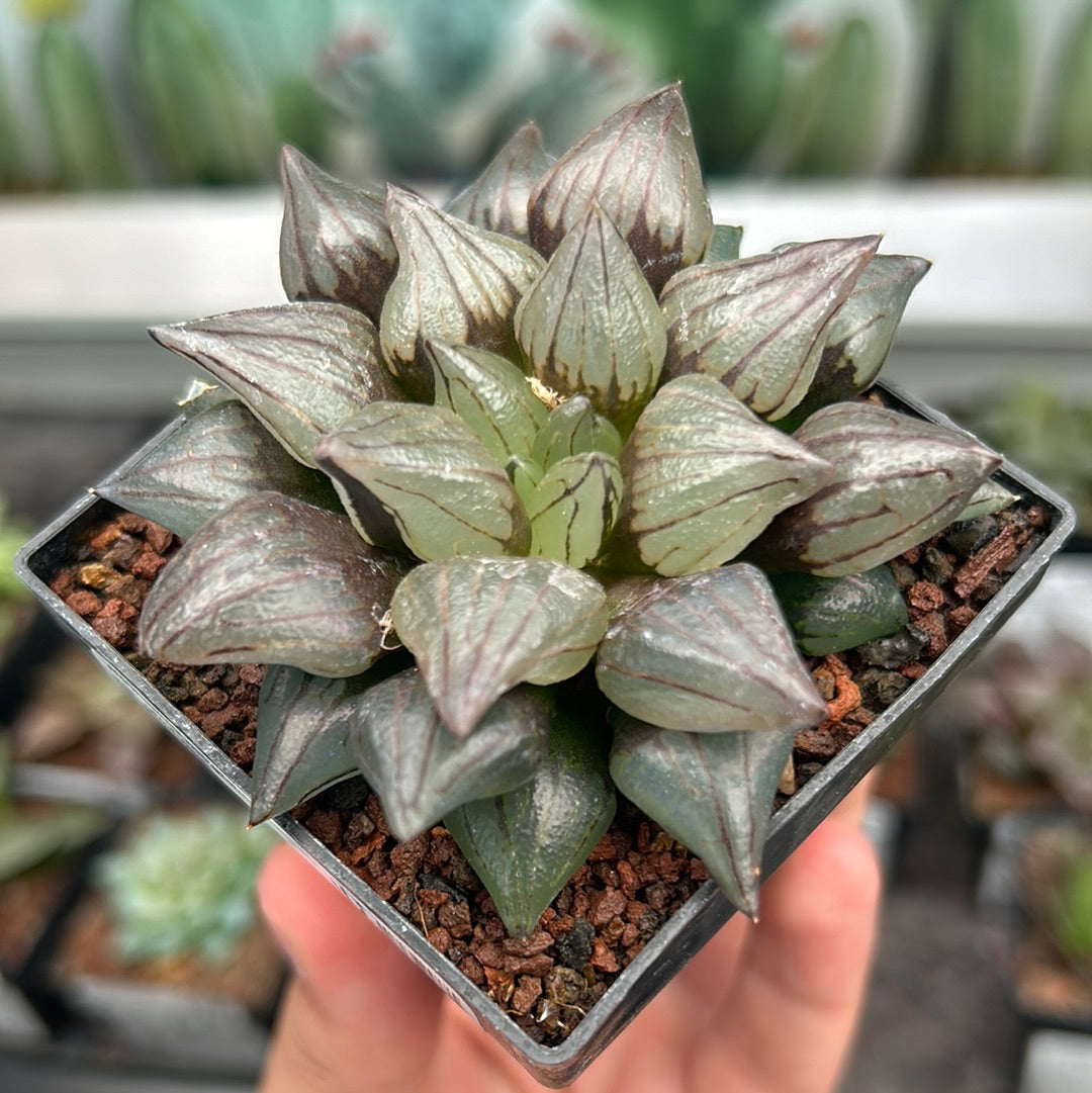 Haworthia atrofusca 'Watermelon Mutant'