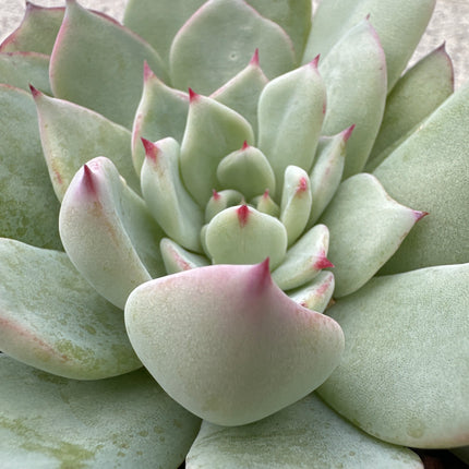 Echeveria 'Anita’ )