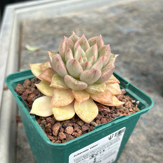 Echeveria 'Orion'