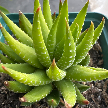 Haworthiopsis coarctata var. adelaensis