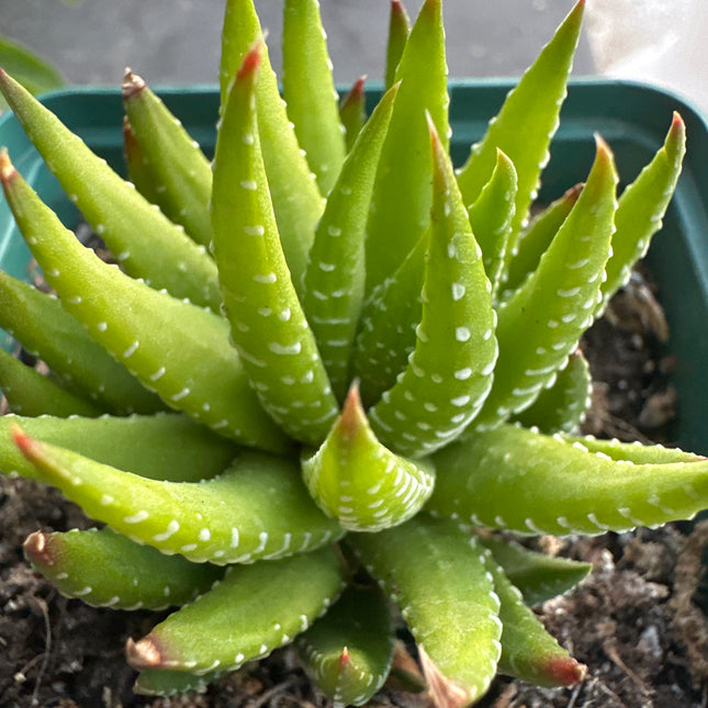 Haworthiopsis coarctata var. adelaensis