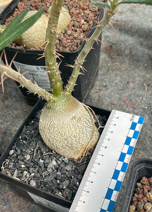 Pachypodium bispinosum