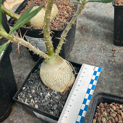 Pachypodium bispinosum