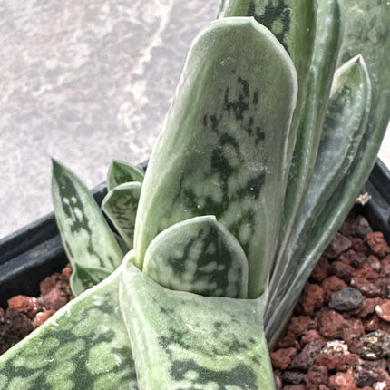 Gasteria bicolor var. fallax 'Sunset' | Gasteria hierba plateada de Albany