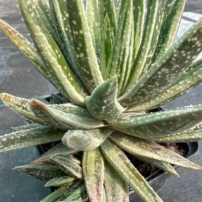 x Gasteraloe 'Spirit of 88’