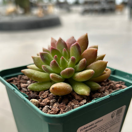 Echeveria setosa var. deminuta