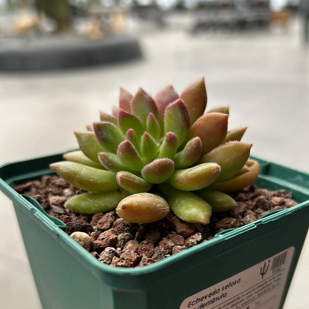 Echeveria setosa var. deminuted