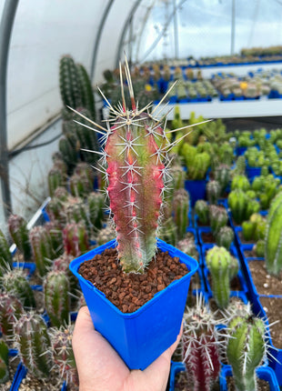 Stenocereus griseus 