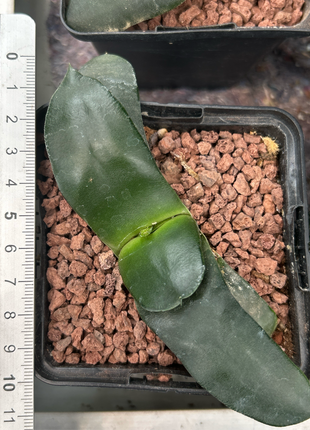 Gasteria armstrongii 'Lafitte'