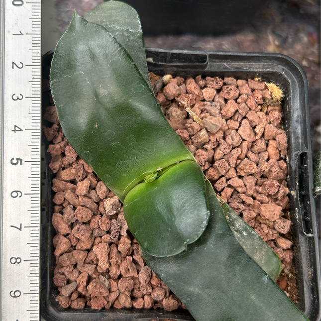Gasteria armstrongii ‘Lafitte’