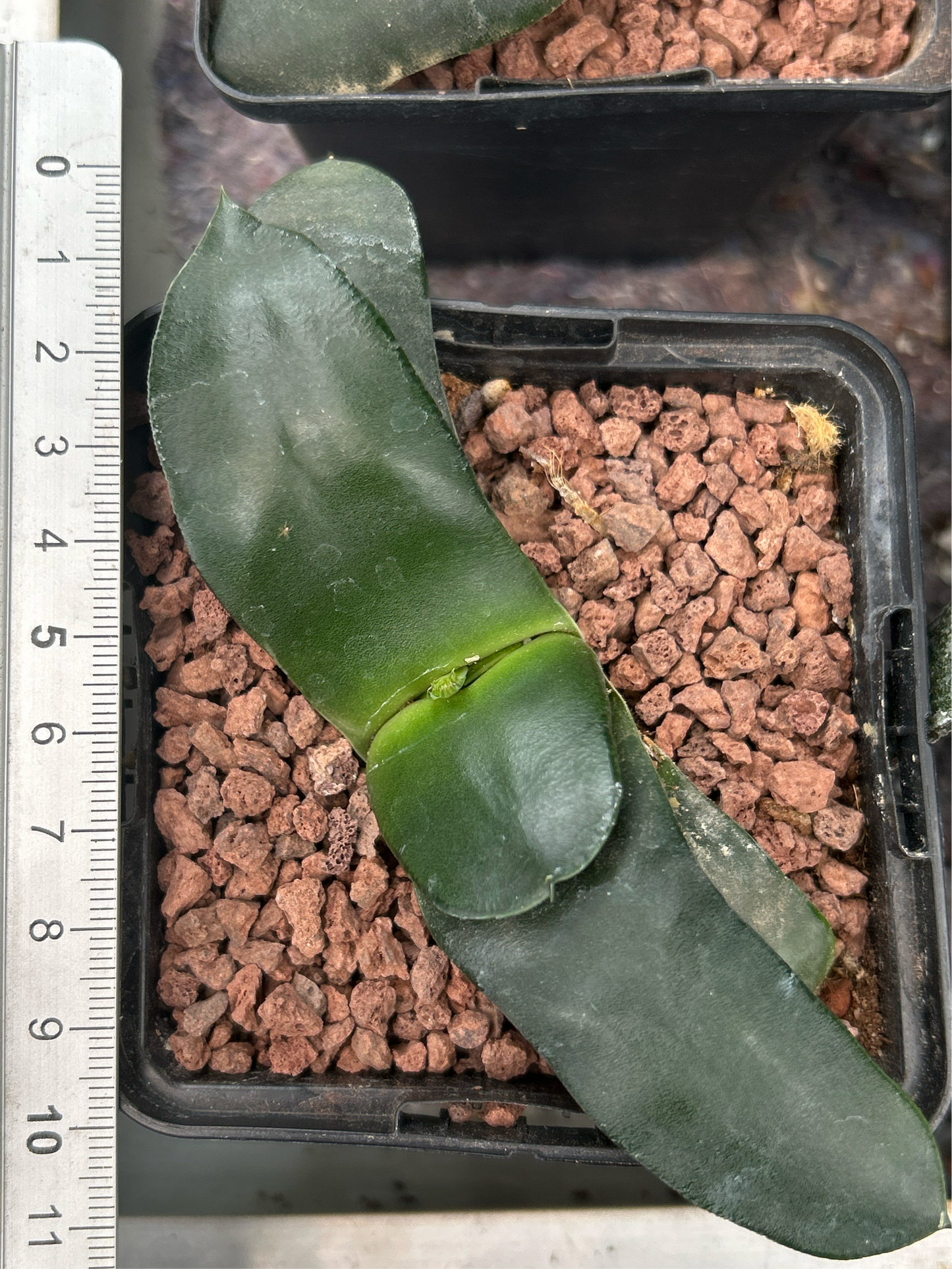 Gasteria armstrongii ‘Lafitte’