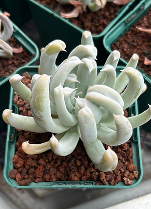 Echeveria runyonii