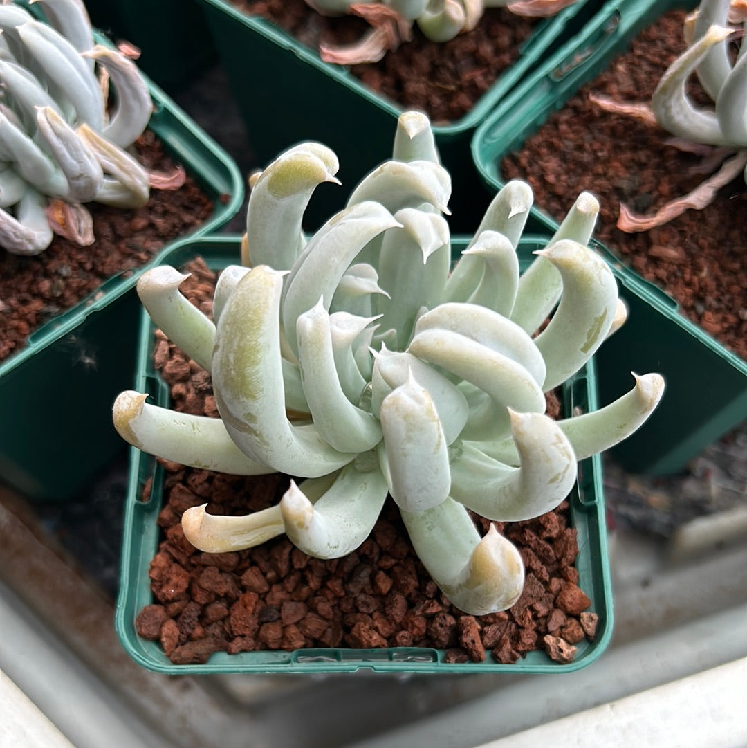 Echeveria runyonii