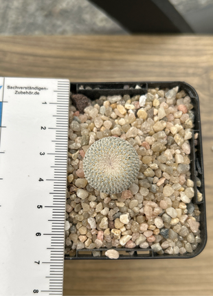 Epithelantha micromeris SB56