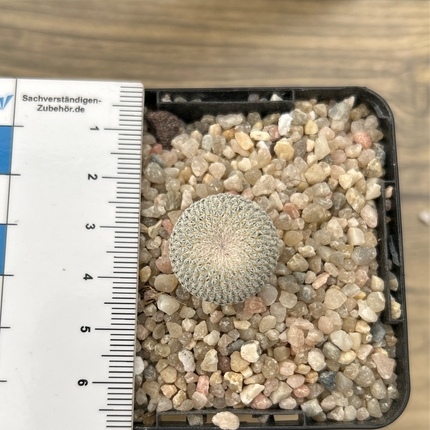 Epithelantha micromeris SB56