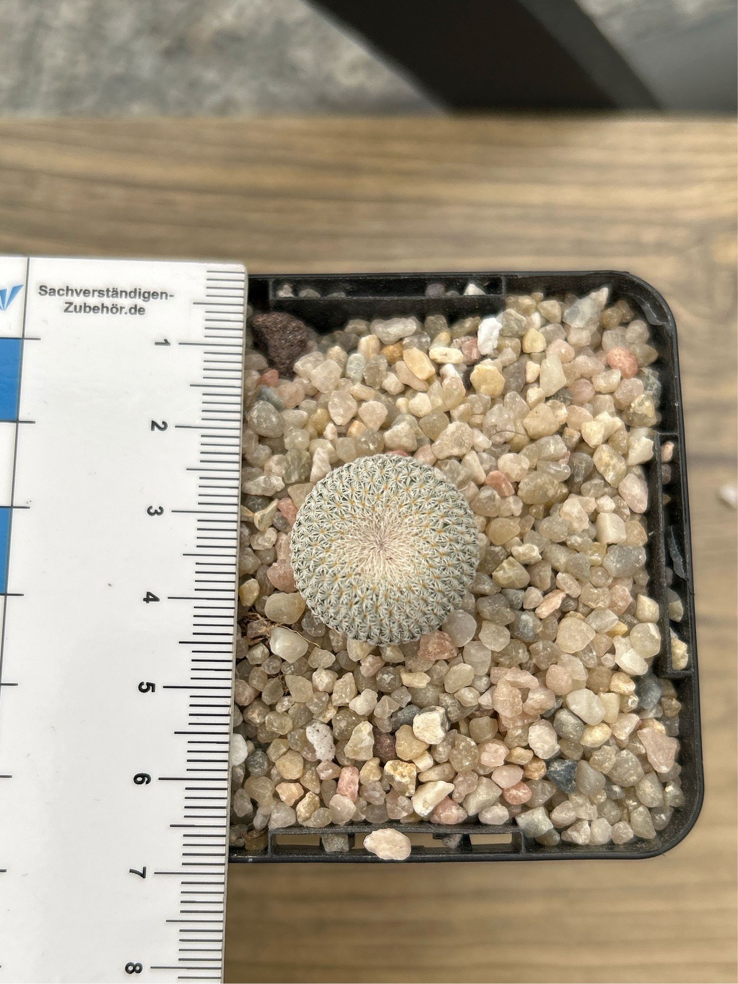 Epithelantha micromeris SB56