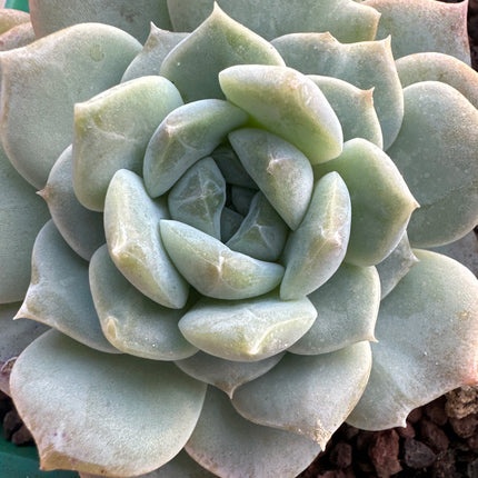 Echeveria 'Graziella' | La porcelana verde