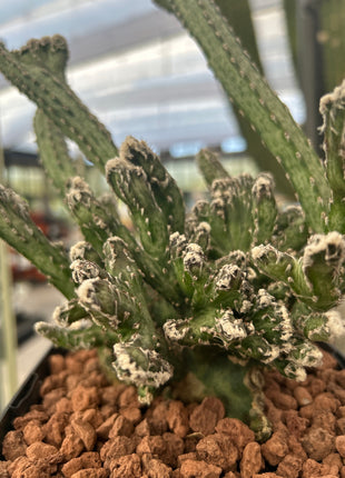 Monvillea spegazzinii f. cristata.