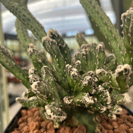 Monvillea spegazzinii f. cristata