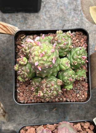Euphorbia ritchiei subsp. nyambensis