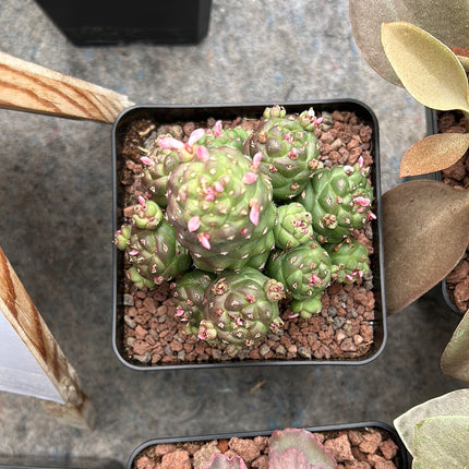 Euphorbia ritchei subsp. nyambensis