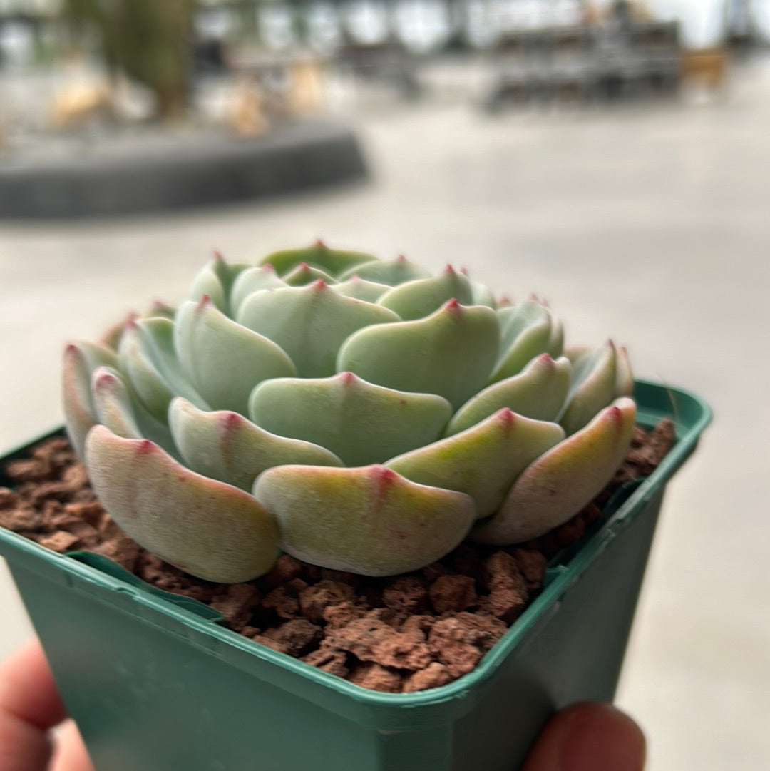 Echeveria 'Mont blanc'