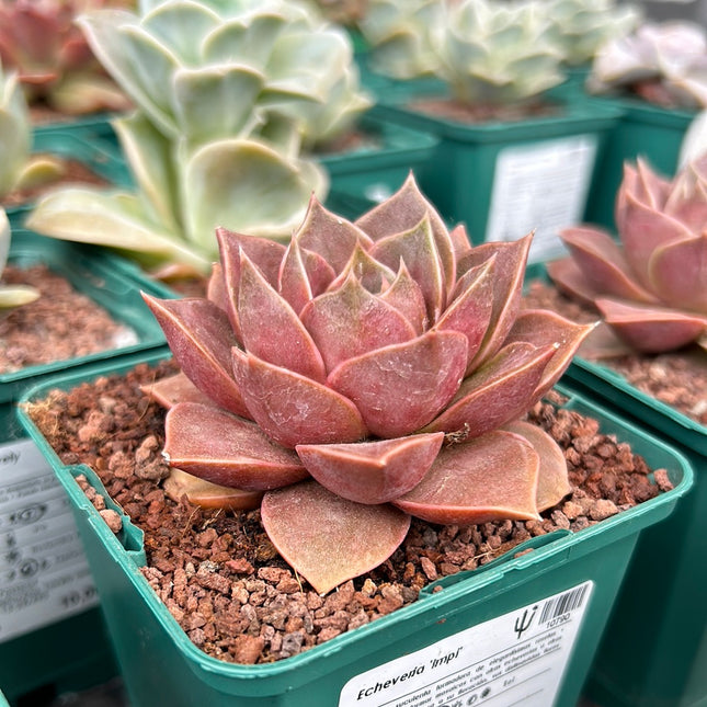 Echeveria 'Impi'