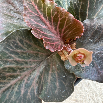 Euphorbia francosii | Euphorbia caudiciforme de hojas multicolores