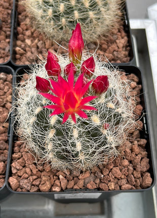 Neoporteria gerocephala